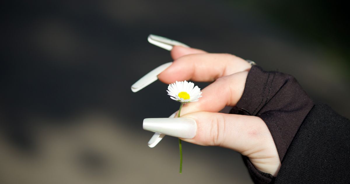 A hand with long pearly white nails holding a daisy, the kind of white manicure that needs careful editing to stop it photographing cream